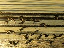 shorebirds_sunset_08