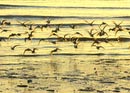 shorebirds_sunset_19