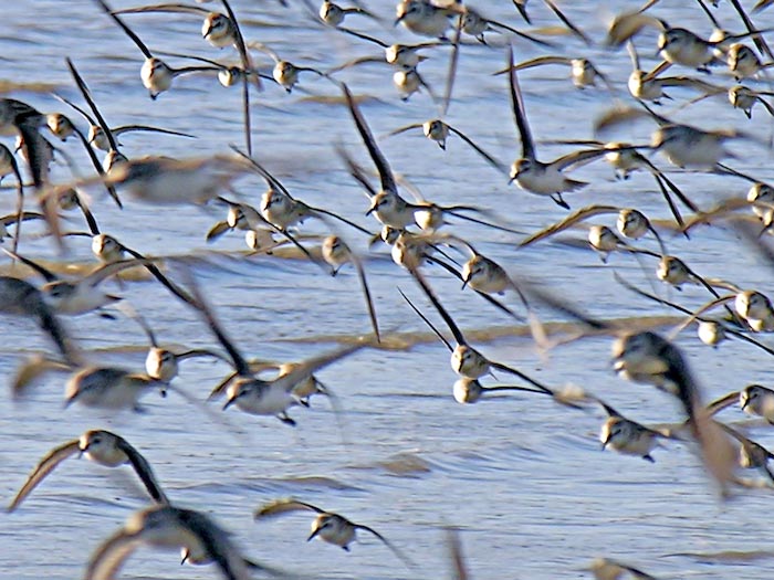 shorebirds_flocks_04