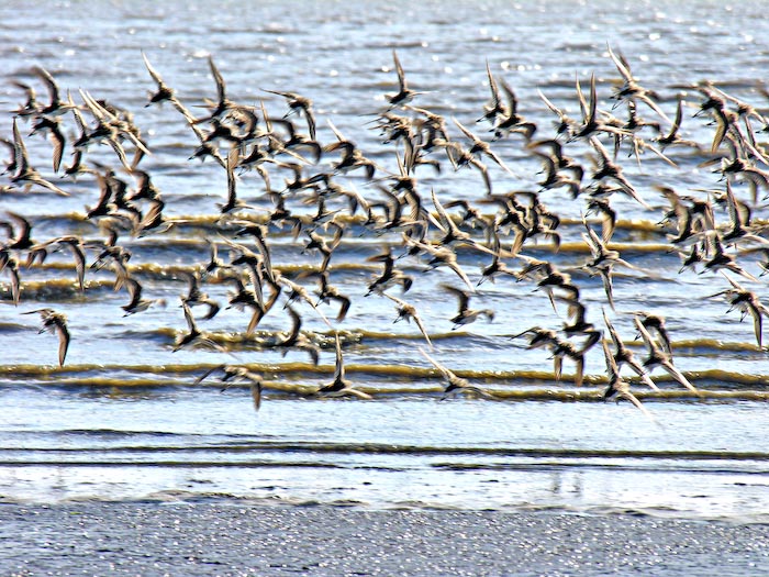 shorebirds_flocks_08