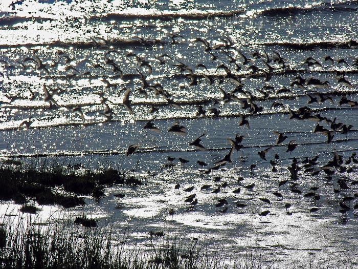 shorebirds_flocks_11