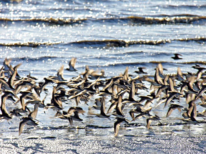 shorebirds_flocks_12