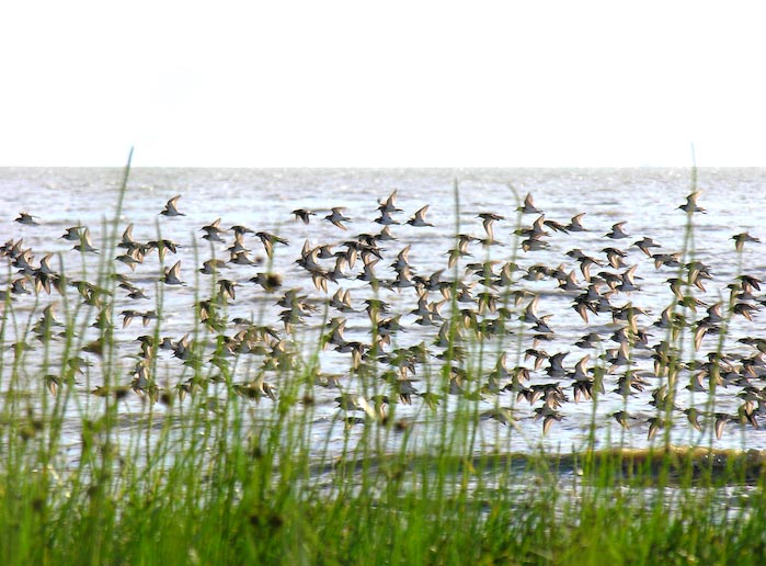 shorebirds_flocks_13