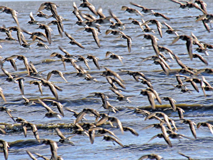 shorebirds_flocks_14