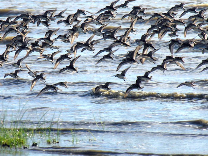 shorebirds_flocks_15