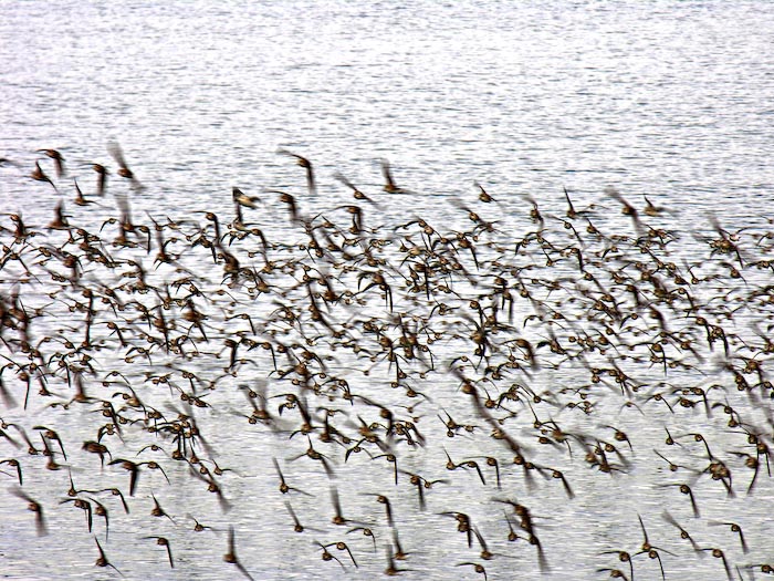 shorebirds_flocks_16