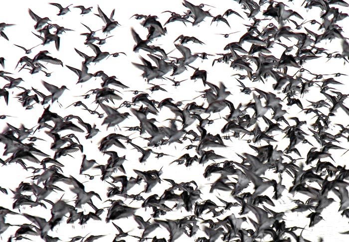 shorebirds_flocks_18