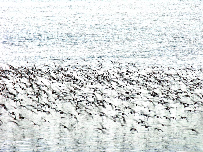 shorebirds_flocks_19