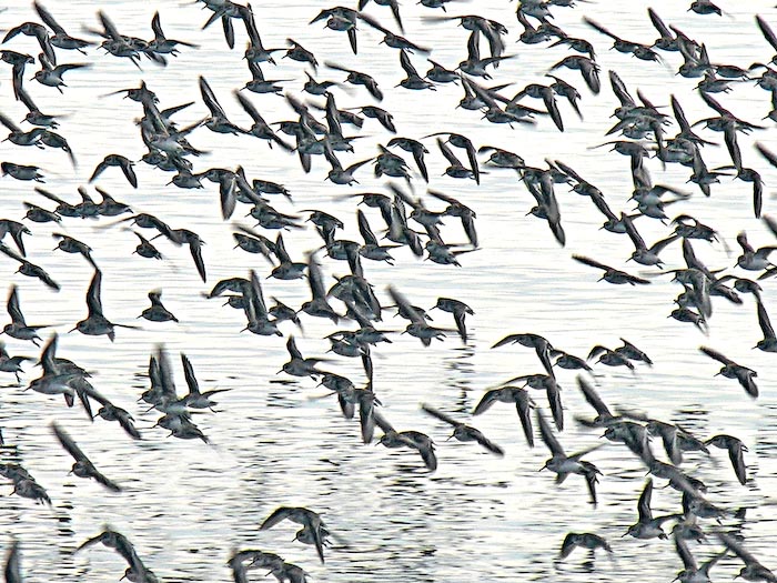 shorebirds_flocks_20