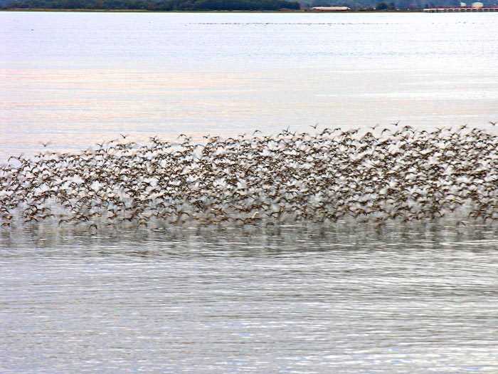 shorebirds_flocks_22