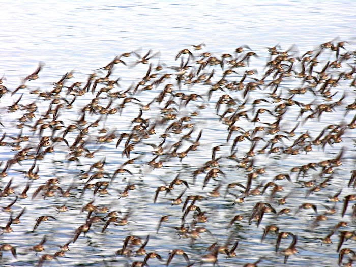 shorebirds_flocks_23