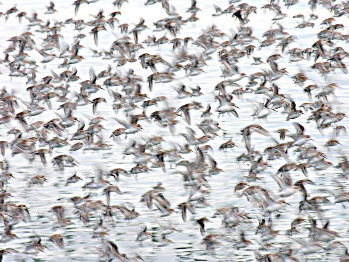 shorebirds_flocks_24