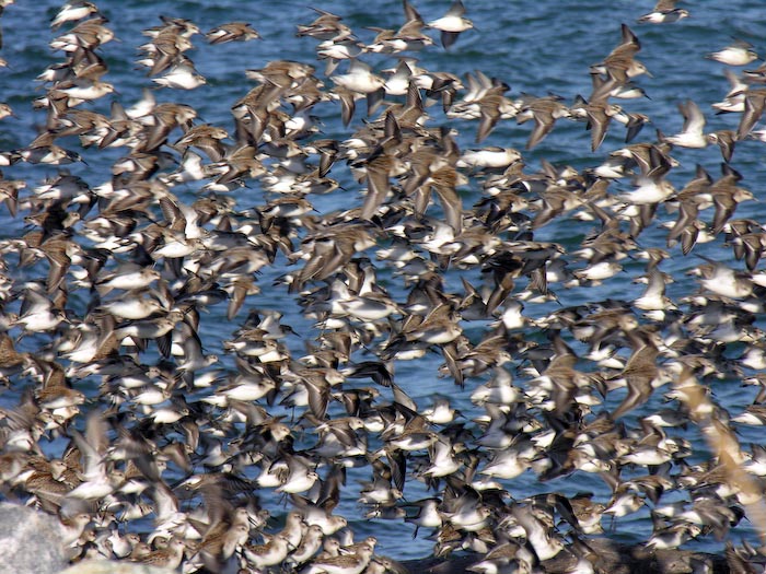 shorebirds_flocks_26