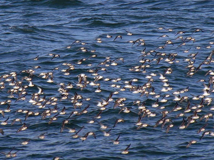 shorebirds_flocks_27