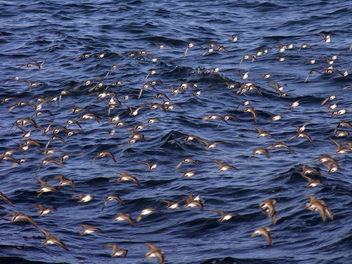 shorebirds_flocks_36