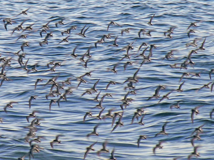 shorebirds_flocks_38