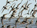shorebirds_flocks_10