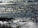 shorebirds_flocks_11