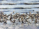 shorebirds_flocks_12