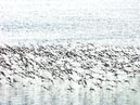 shorebirds_flocks_19