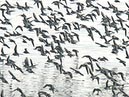 shorebirds_flocks_20