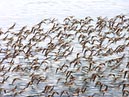 shorebirds_flocks_23