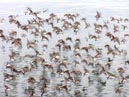 shorebirds_flocks_25