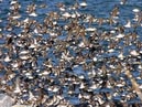 shorebirds_flocks_26