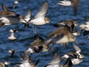 shorebirds_flocks_28