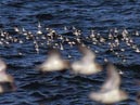 shorebirds_flocks_29