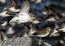 shorebirds_flocks_30