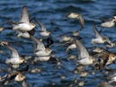 shorebirds_flocks_31