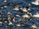 shorebirds_flocks_32