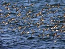 shorebirds_flocks_34