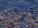shorebirds_flocks_35