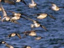 shorebirds_flocks_37