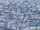 shorebirds_flocks_38