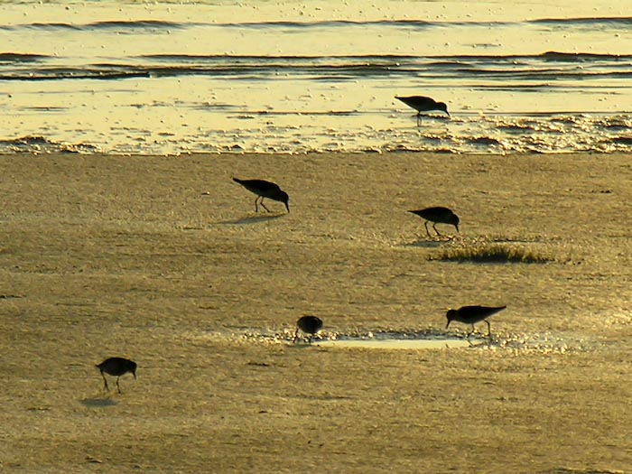 shorebirds_sunset_03