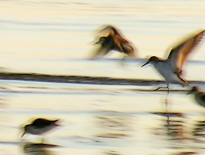 shorebirds_sunset_04