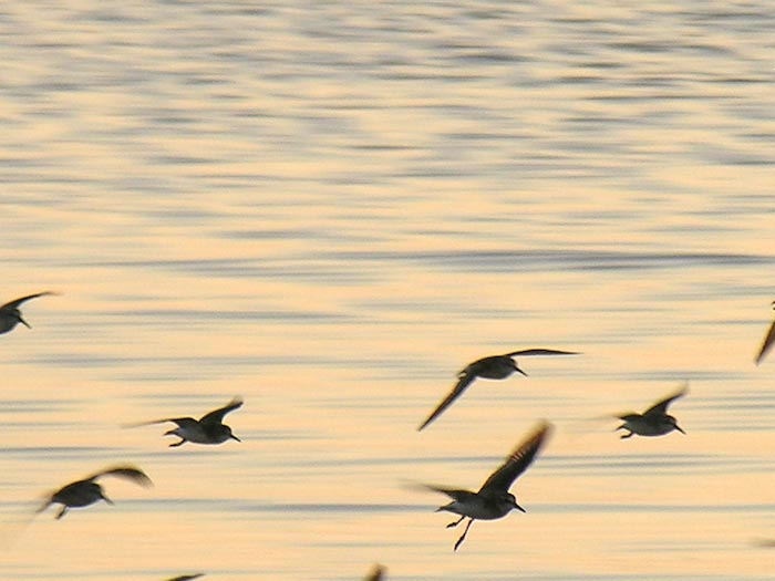 shorebirds_sunset_06