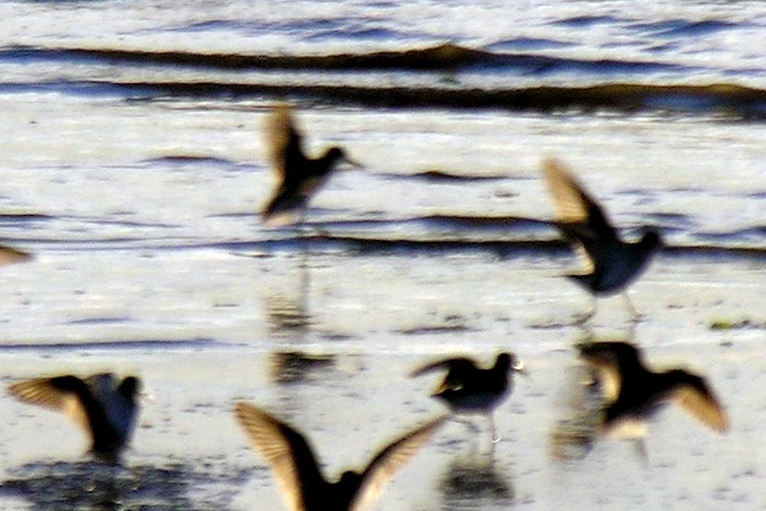 shorebirds_sunset_10