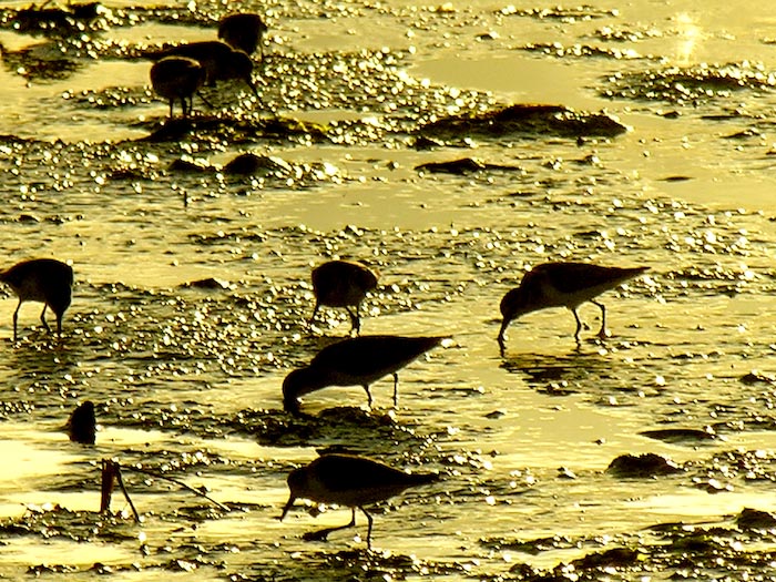 shorebirds_sunset_11