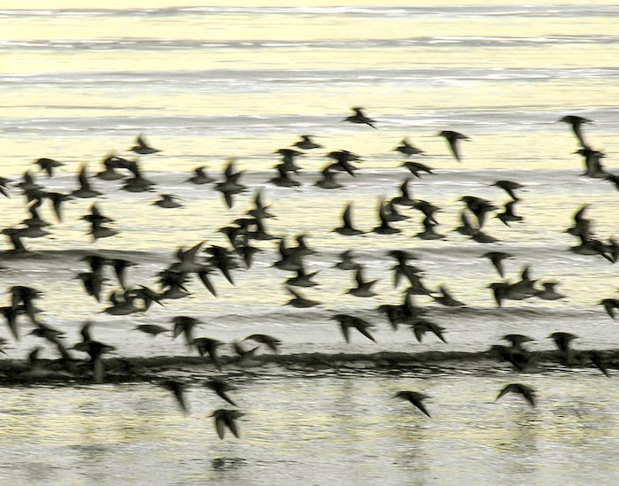 shorebirds_sunset_13