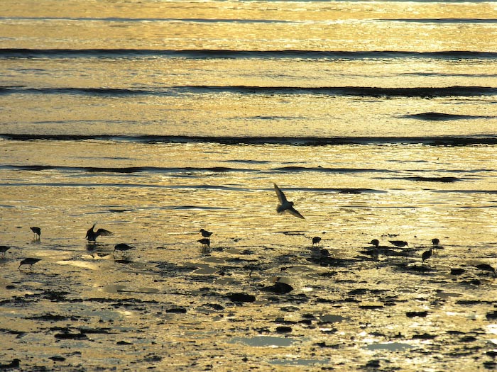 shorebirds_sunset_14