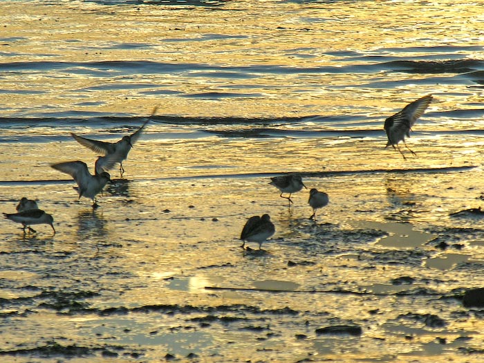 shorebirds_sunset_15