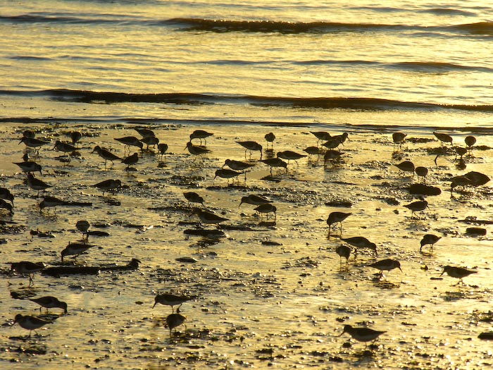 shorebirds_sunset_16