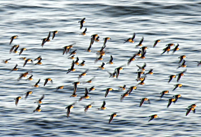 shorebirds_sunset_17