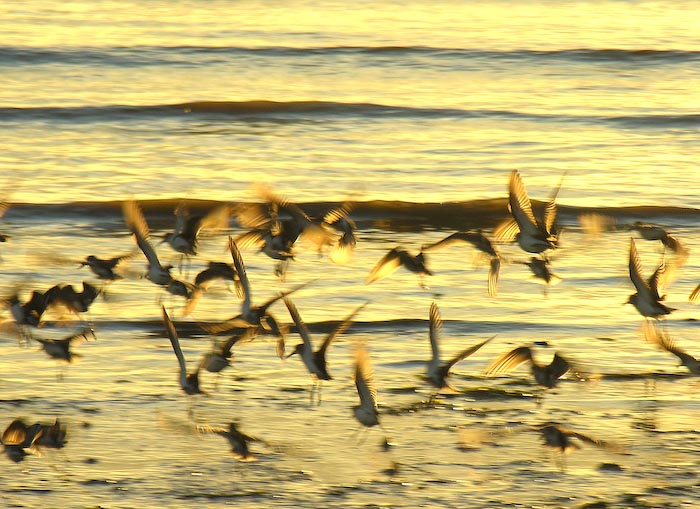 shorebirds_sunset_18