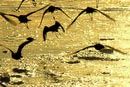 shorebirds_sunset_12