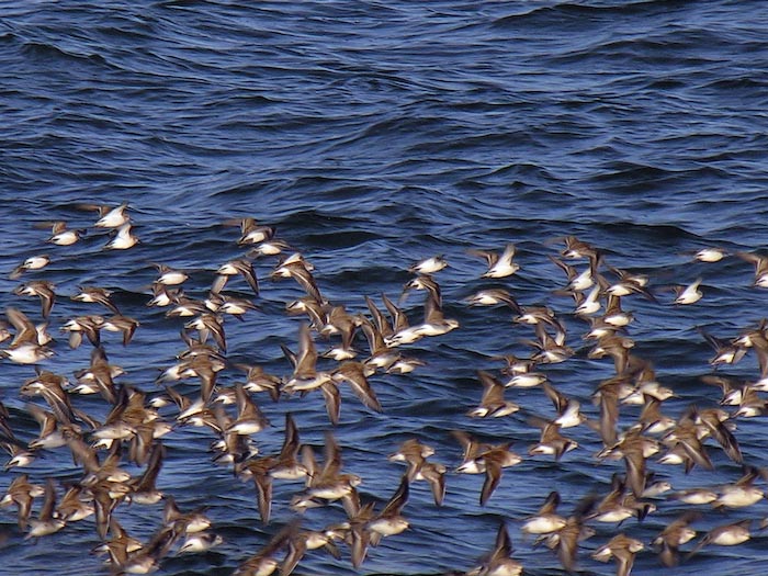 shorebirds_flocks_35